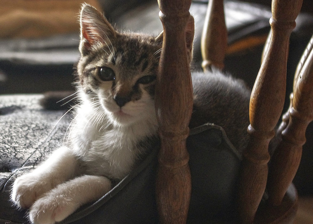 グラフィックデザイン,WEBデザイン